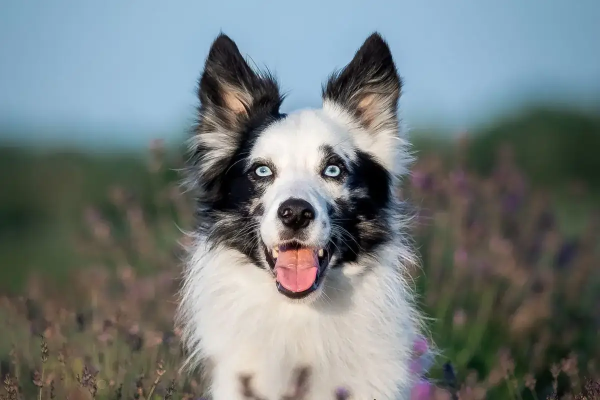 border collie