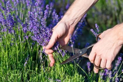 lavendel schneiden