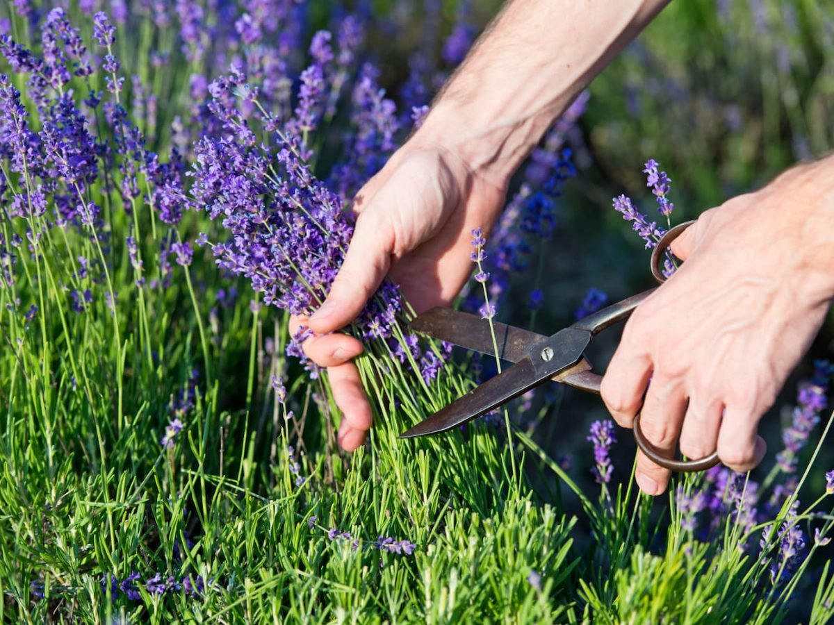 lavendel schneiden