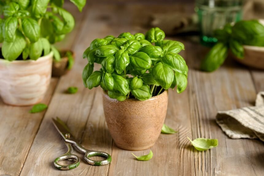 basilikum